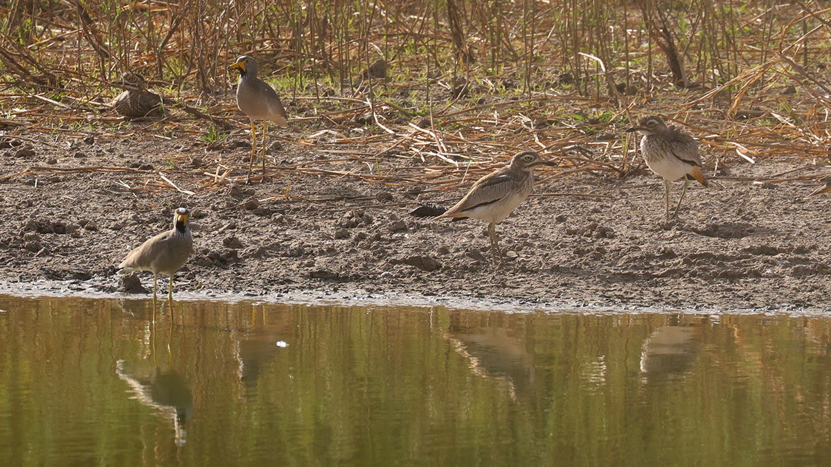 Spur-winged plover and African Wattled plover